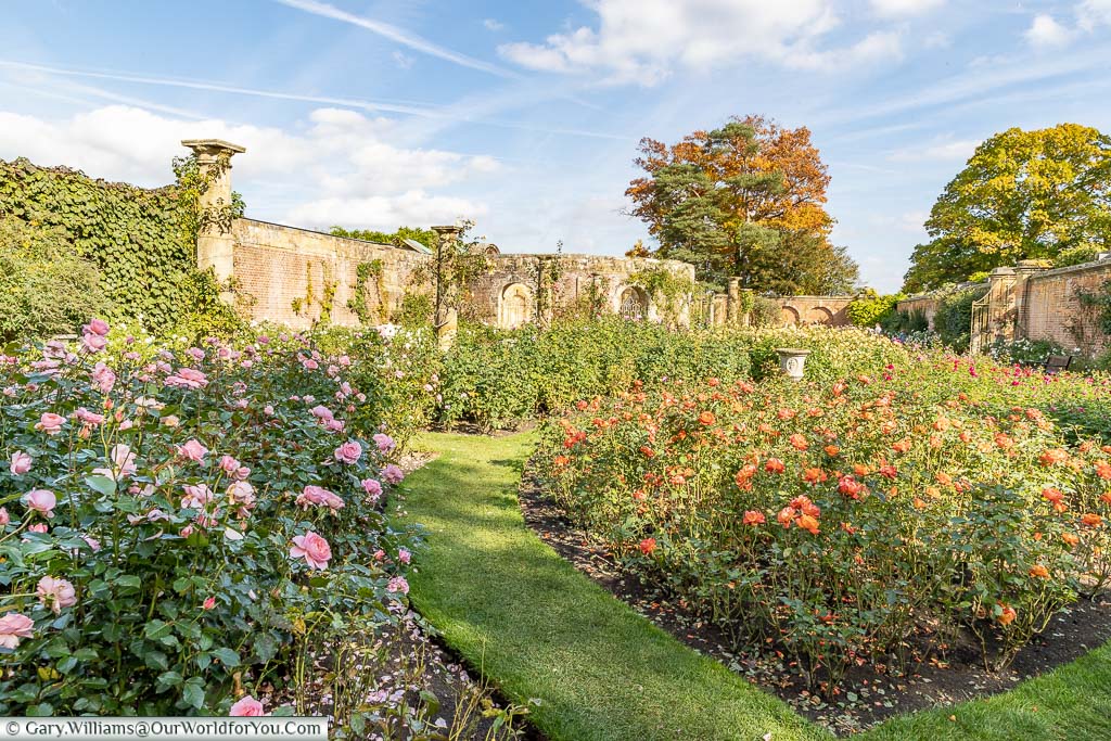 A view of the Rose Garden at Hever Castle