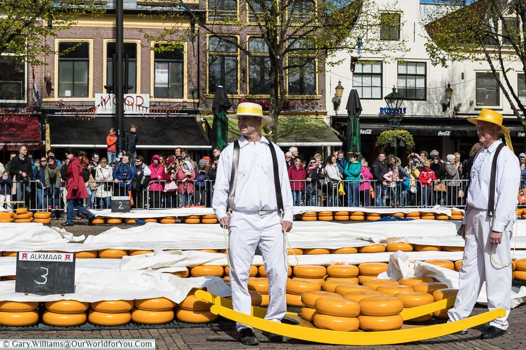 2 porters at Alkmaar’s cheese market dressed in white trousers with a white shirt and wearing a boater hat coloured with the yellow ribbons. They stand between a large tray that they have to carry containing 8 large rounds of orange skinned Dutch cheese.