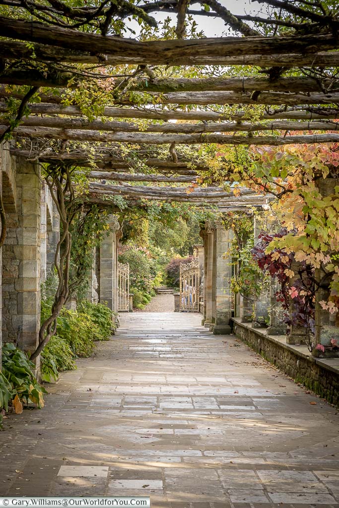 Underneath the wooden slats that provide cover along the pergola walk in the Italian Garden at Hever Castle