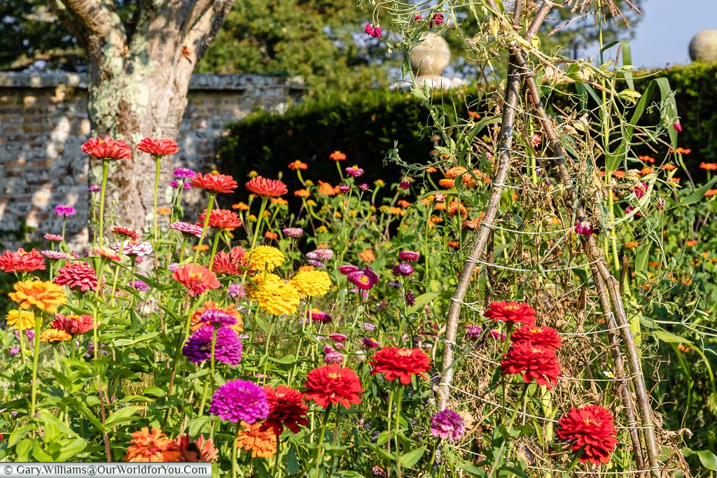 Bright dahlia flowers in the Bateman’s Mulberry Garden at Rudyard Kipling's country home.