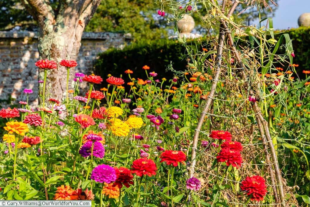 Bright dahlia flowers in the Bateman’s Mulberry Garden at Rudyard Kipling's country home.