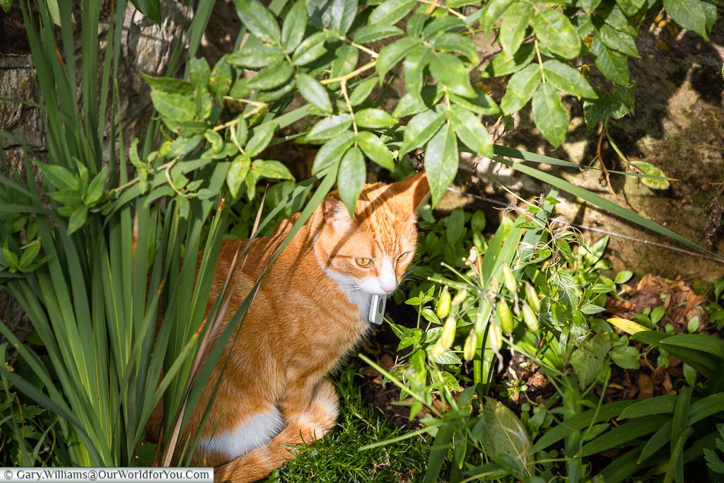 A ginger tabby cat named Jock VII is hiding in the undergrowth of Chartwell.