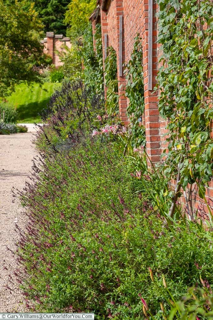 Purple late-blooming lavender set against the south edge of the walled garden of Chartwells