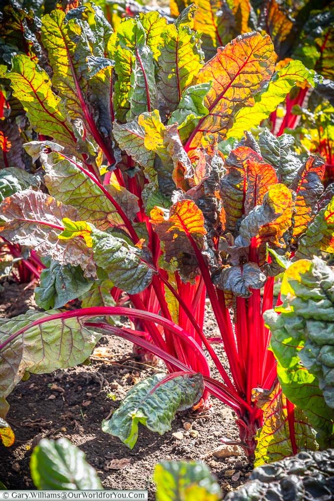 Bright red stems of the Swiss Chard in the walled garden of Chartwells.