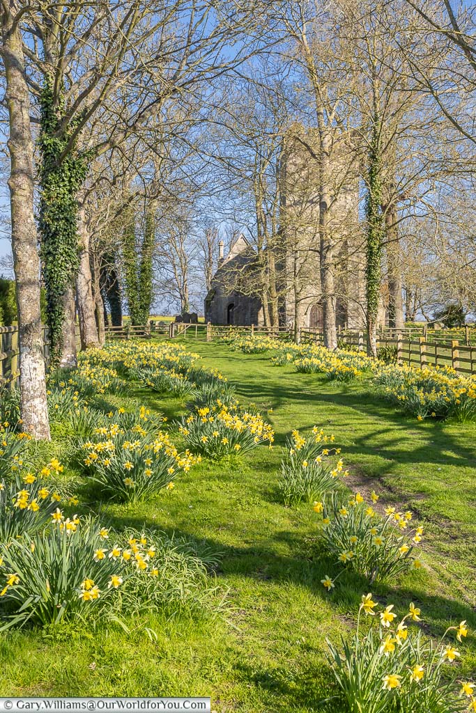 A daffodil lined path leading to St Dunstan's Church in the village of Snargate on the Romney Marsh in Kent.