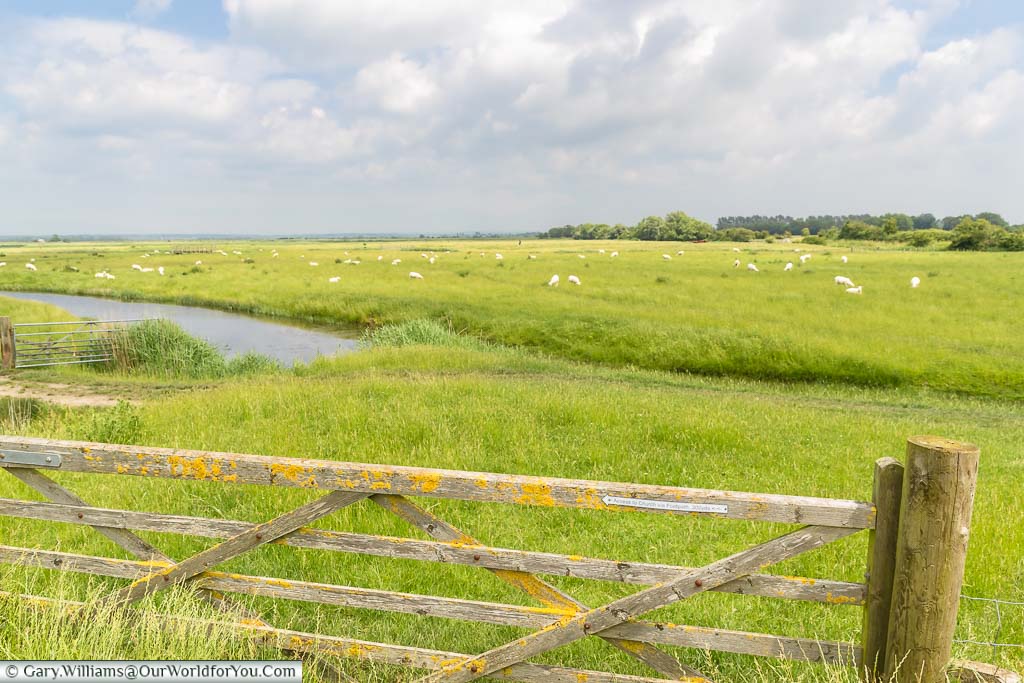 A wooden fence leading to lush green pastures and waterways on the Romney Marsh