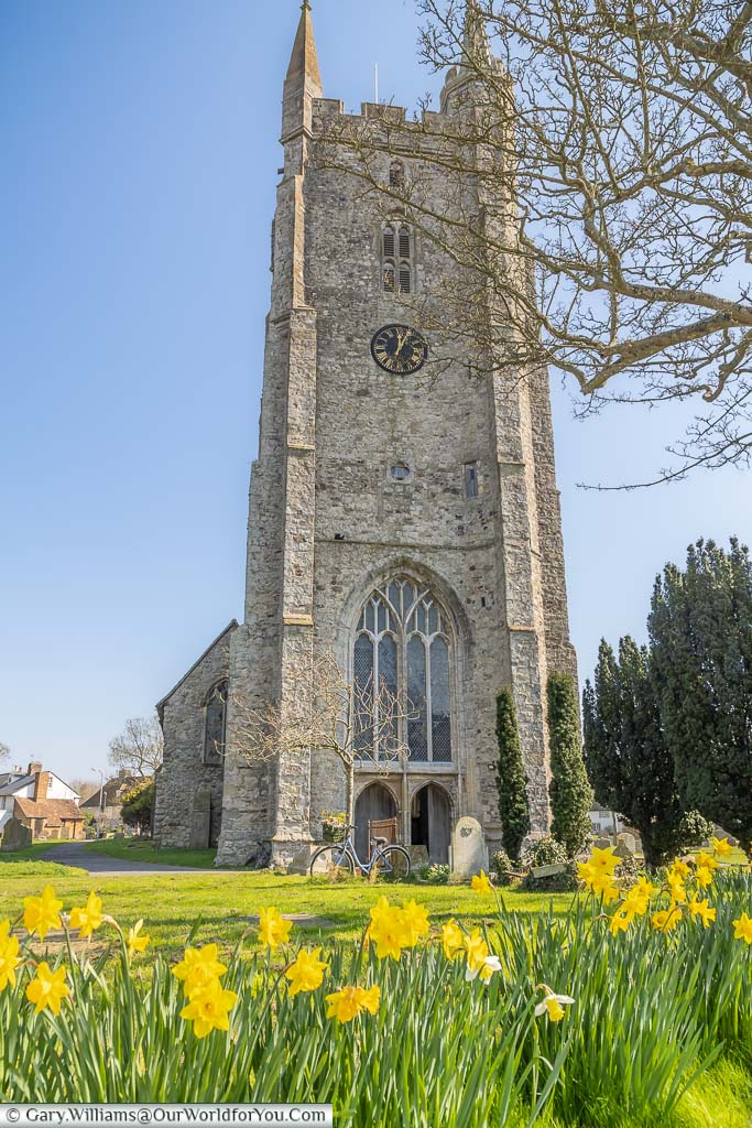 The daffodil's in front of the entrance at the base of the belltower in All Saints Church, Lydd