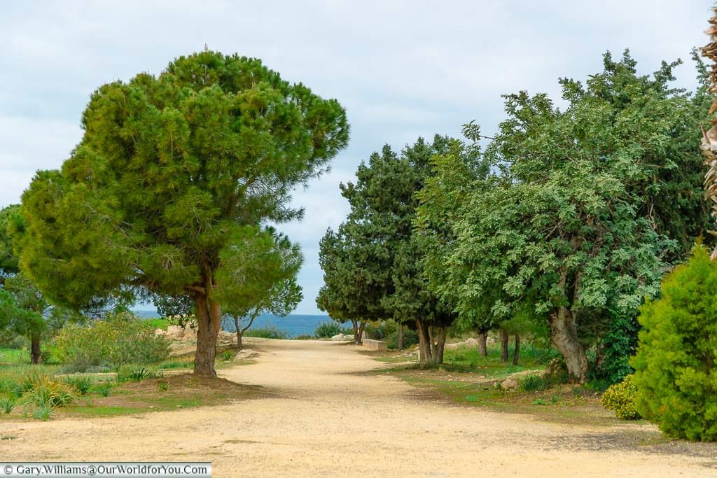 A tree-lined pathway leading from the entrance of the Tombs of the Kings in Paphos, Cyprus