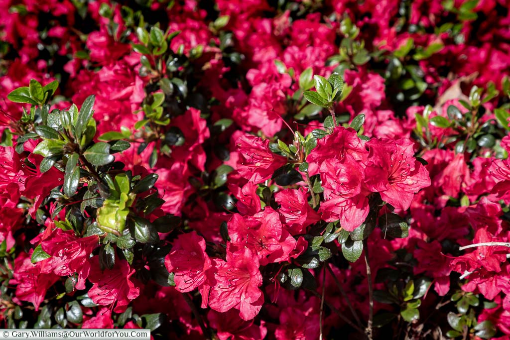 A close-up of the bright red blooms of azaleas at Scotney Castle in Kent