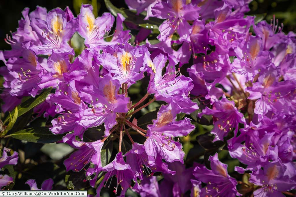 A close-up of an abundance of purple flowers on a rhododendron at Scotney Castle in Kent