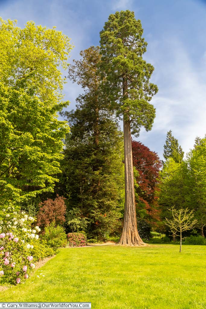 A lone towering Giant Redwood tree stands proud in front of the lush gardens of the Scotney Estate in Kent