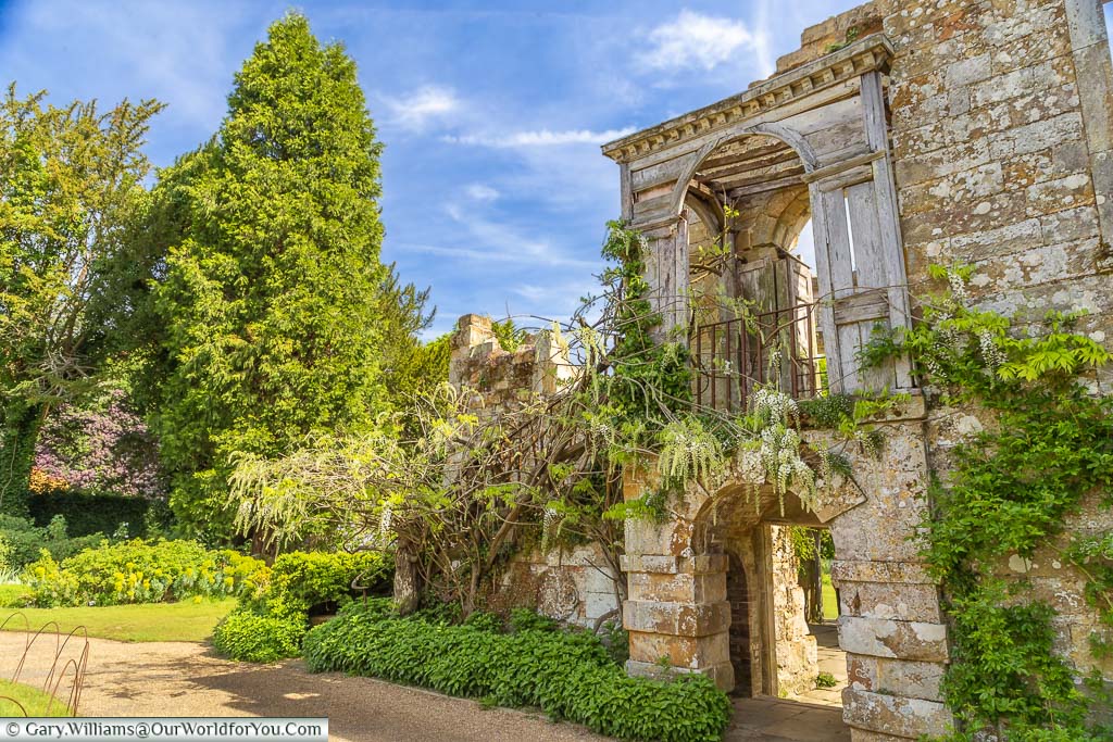 Wisteria creeping over an ancient ruined doorway of Scotney Castle