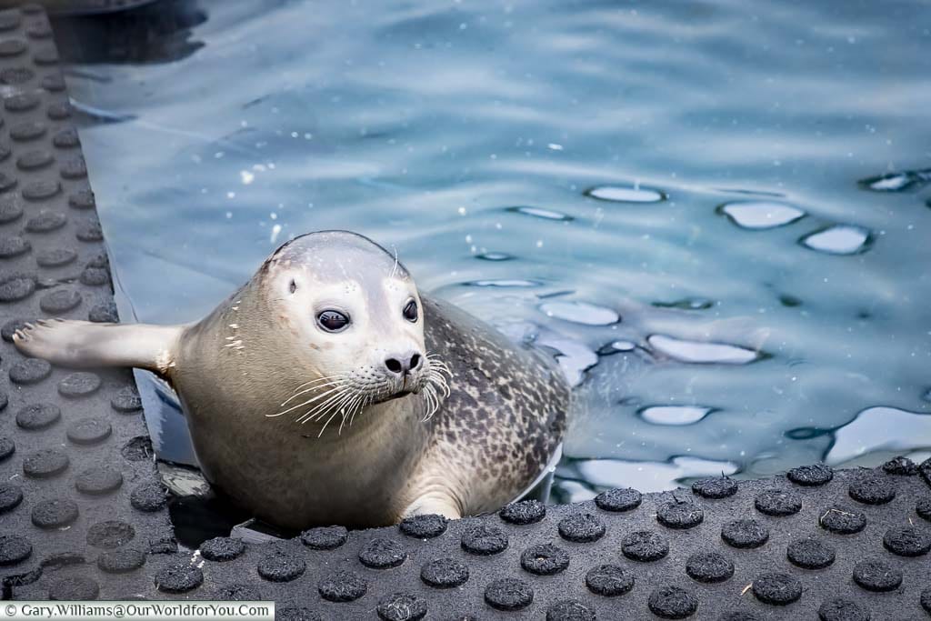 A young rescued seal pup in an outside pool in the town of Búðardalur in northwest Iceland