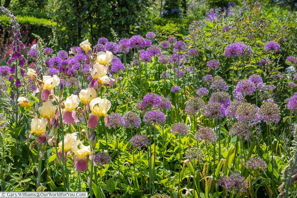 A densely populated bed within the rose garden of Sissinghurst Castle Garden filled with alliums, foxglove and iris.