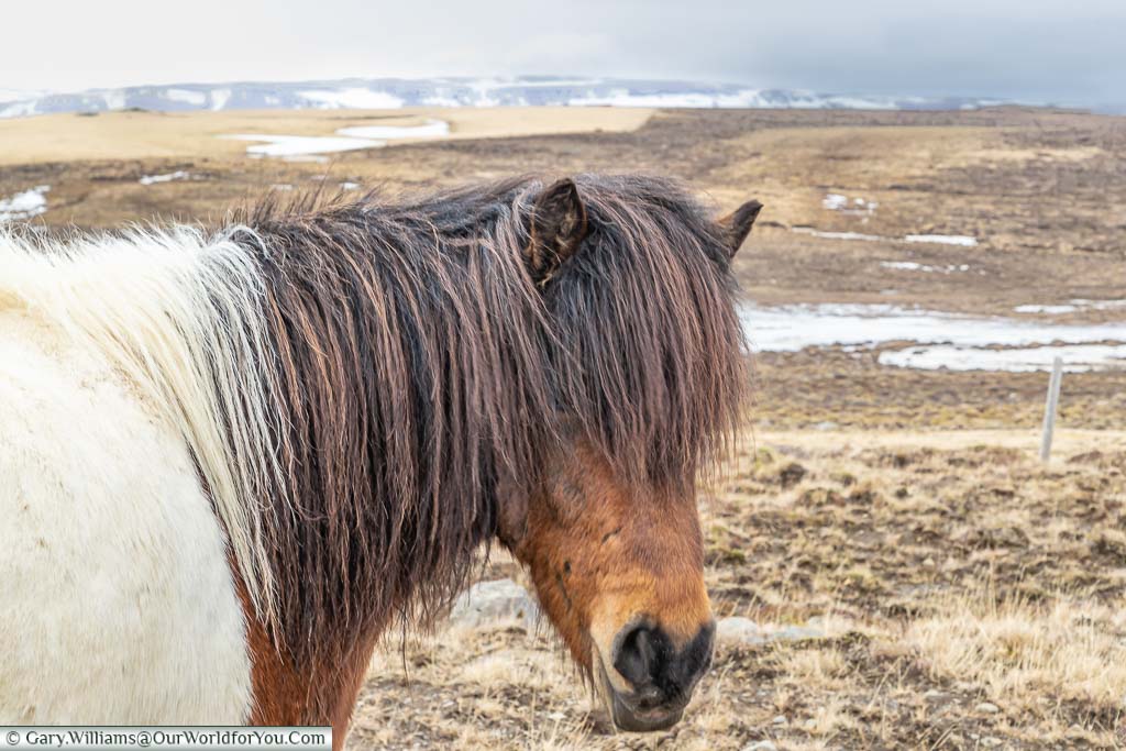 A head and shoulder shot of an Icelandic horse in the wild of Northern Iceland