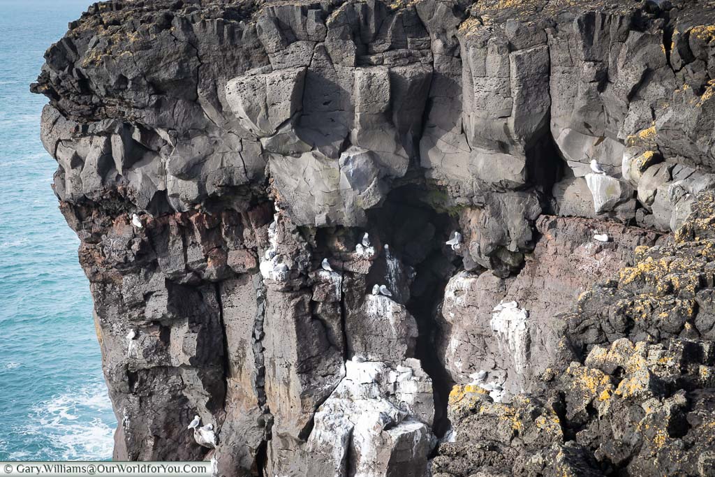 Bird nesting the in rock basalt rock face of Iceland's north west peninsula