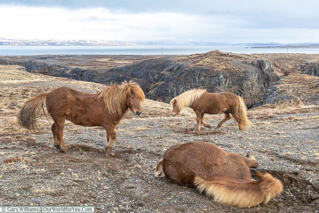 Three chestnut coloured Icelandic horses, one rolling in the dark gravel in the rugged landscape of western Iceland