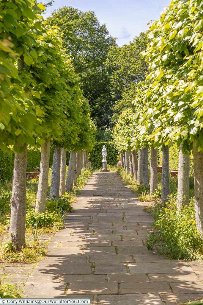 Pleached lime trees line the Moat Walk in Sissinghurst Castle Garden with a lone statue at the end