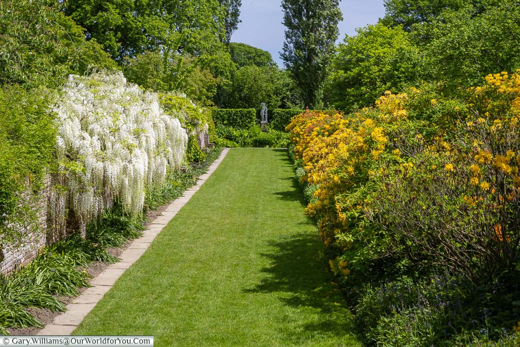 Pure white weeping wisteria and bright yellow azaleas line the Moat Walk in Sissinghurst Castle Garden