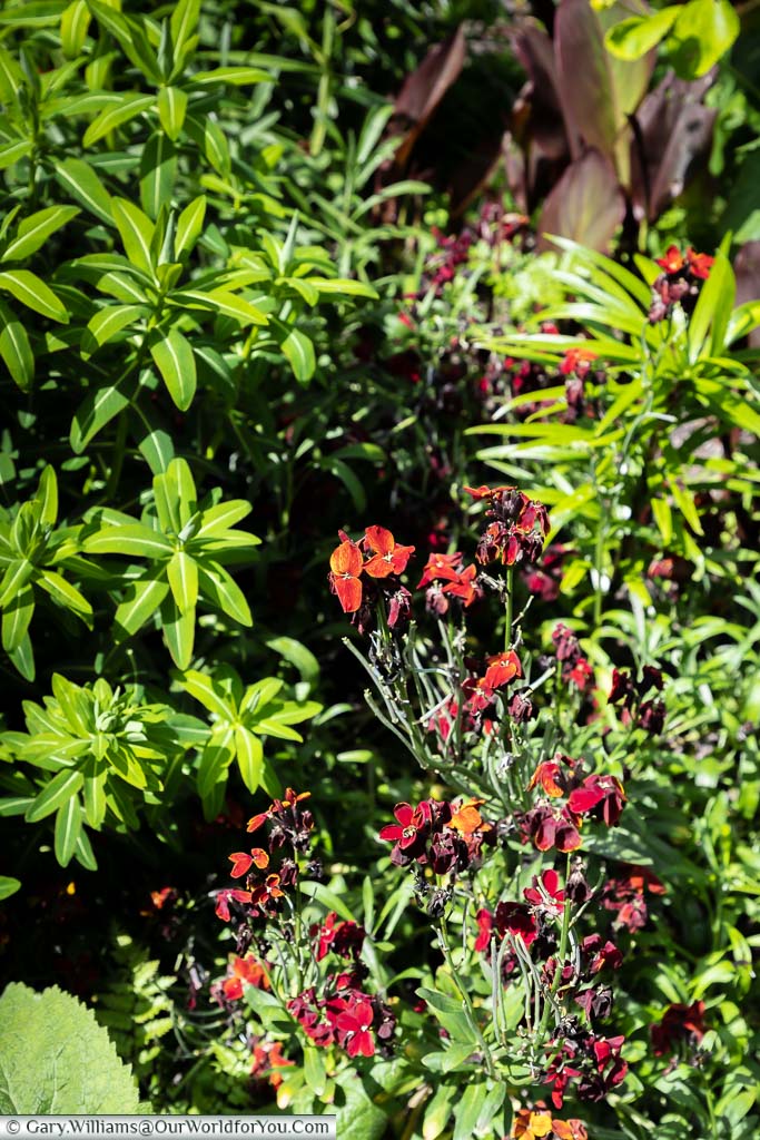 The orange and red flower flowers of a Hoary Stock plant in Sissinghurst Castle Garden