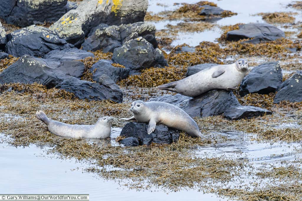 Three seals resting on the rocks and watching us in Northern Iceland