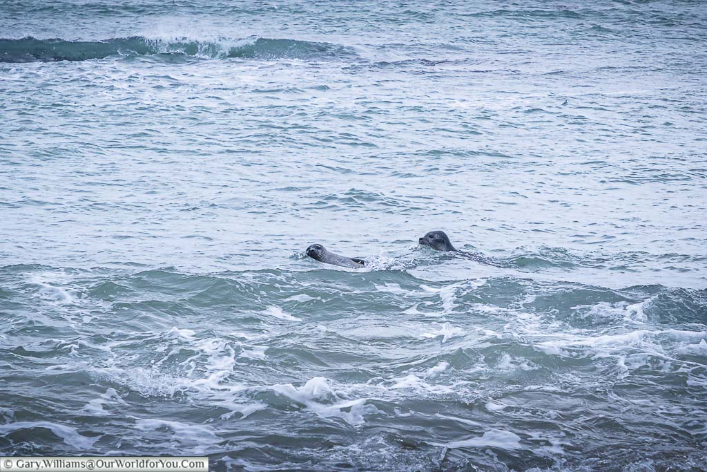 Two seals swimming in the choppy water off Ytri Tunga Beach in western Iceland