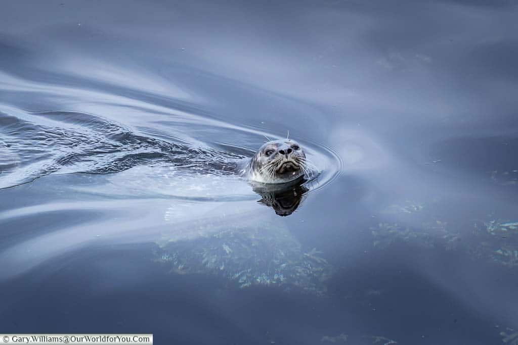 A lone seal effortlessly gliding by in the water while keeping a close eye on us in the North of Iceland