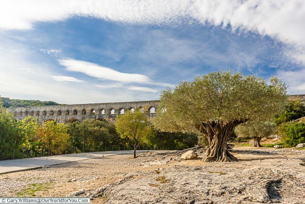 An ancient olive tree beside the path leading to the ancient roman aqueduct of pont du gard in southern france