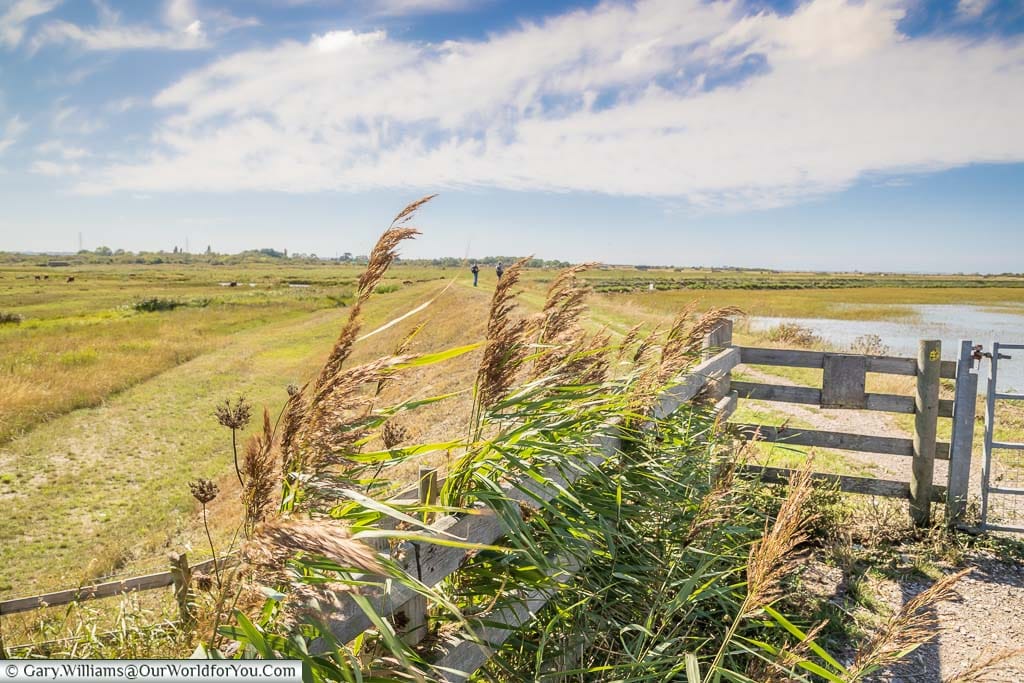 The pathway leading along the Saxon Shore Way at the Oare Marshes Nature Reserve in Kent