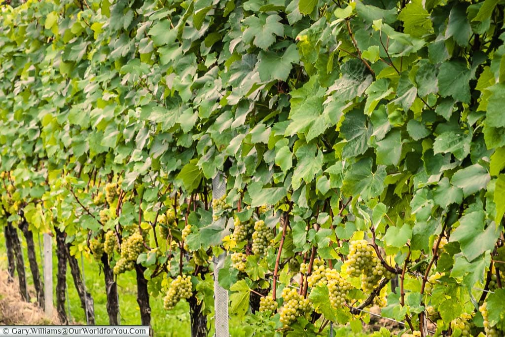 A close-up of the Commanders Chardonnay vines at the Gusbourne Wine Estate in Kent