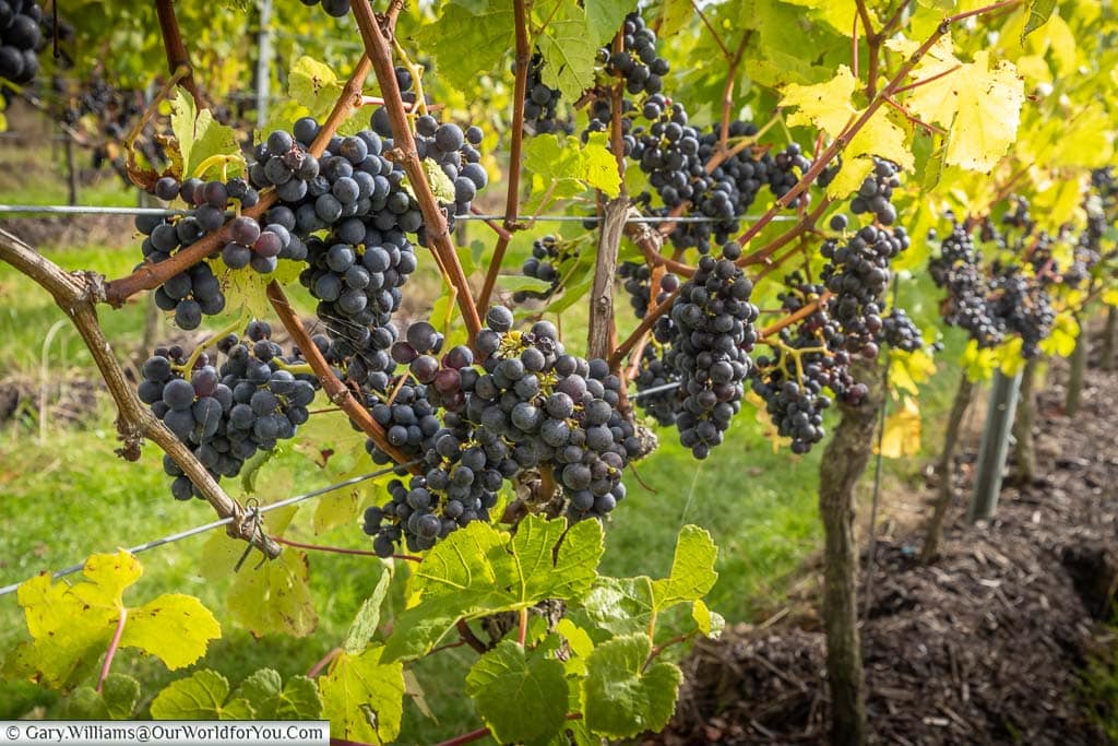 Ripe Pinot Noir grapes hanging from the vine at Gusbourne wine estate in Kent