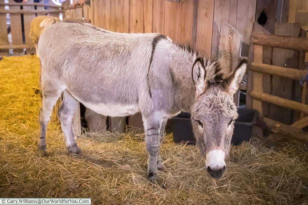 A grey donkey in a straw lined nativity scene in stuttgart at christmas