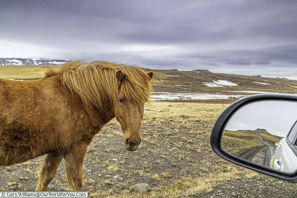 A chestnut-coloured Icelandic Horse looking back at us as we travel the gravel roads of northern iceland