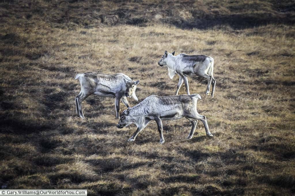 Three reindeer roaming in the dried grass near the Hvalnes lighthouse in eastern Iceland