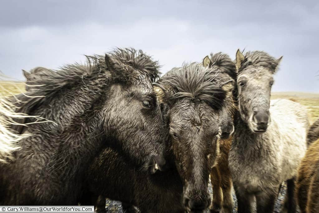 A group of damp Icelandic horses huddled together on a stormy day in Iceland