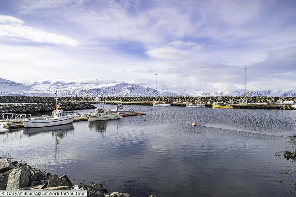 The small made-made harbour at Grenivik in Iceland with a handful of small boats moored up and snow-covered mountains in the background.