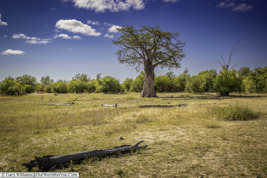 A young baobab tree in a plain on the edge of lake kariba in Zimbabwe