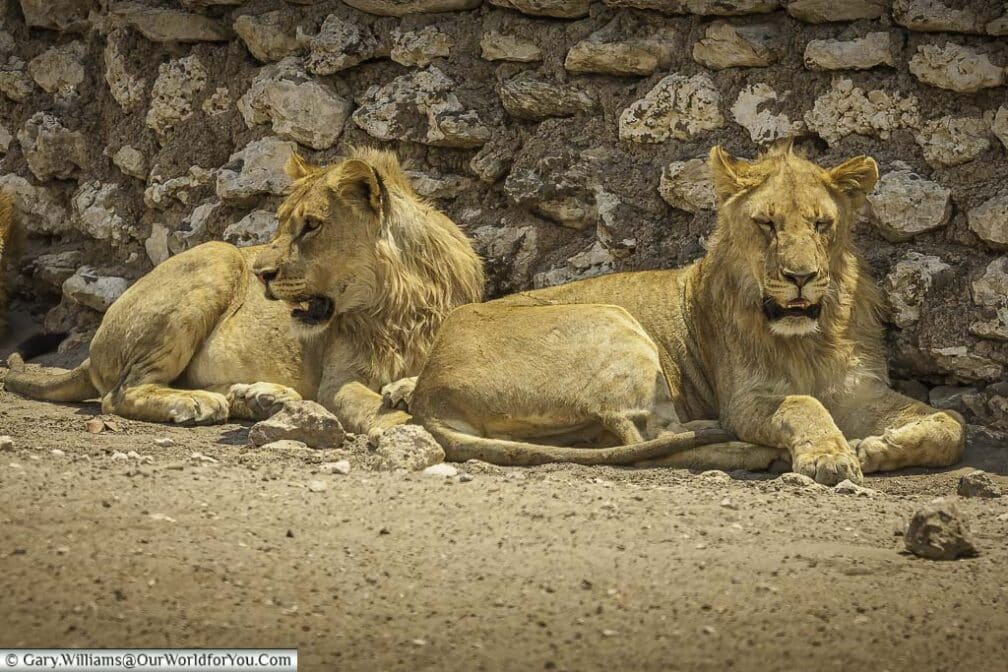 A pair of resting lions against the stone wall of a water reservoir in Etosha National Park in Namibia