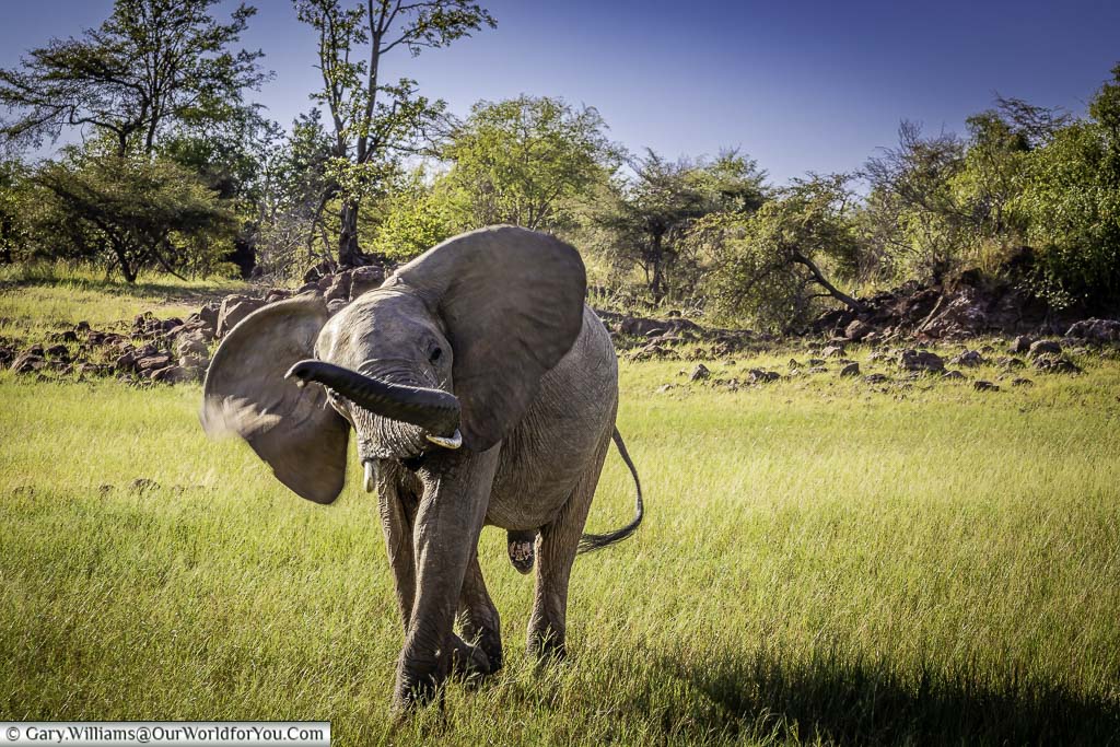An elephant making a display, Rhino Safari Camp, Lake Kariba, Zimbabwe