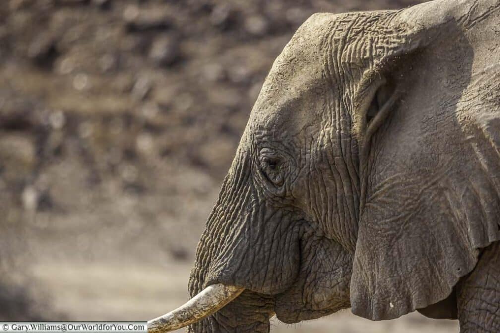 A close-up of the head of an old bull desert elephant in the Kunene Region of Namibia