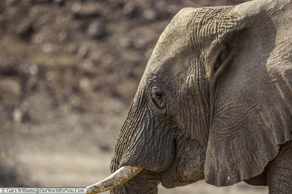 An old bull elephant, desert elephants, Kunene Region, Namibia