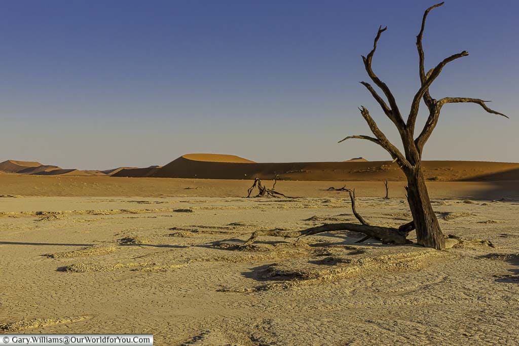 A petrified tree baked in the pan of Deadvlei with the dunes of Sossusvlei in the background.