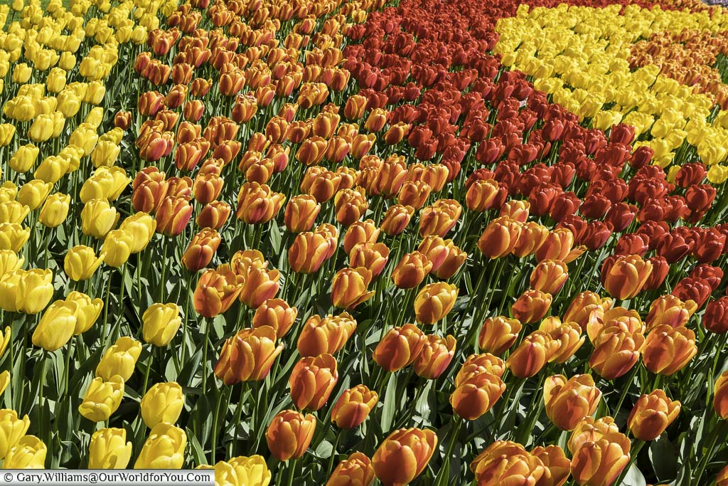 A close-up of flowing bands of tulips in yellow, orange, red, yellow & orange again in a Keukenhof gardens display