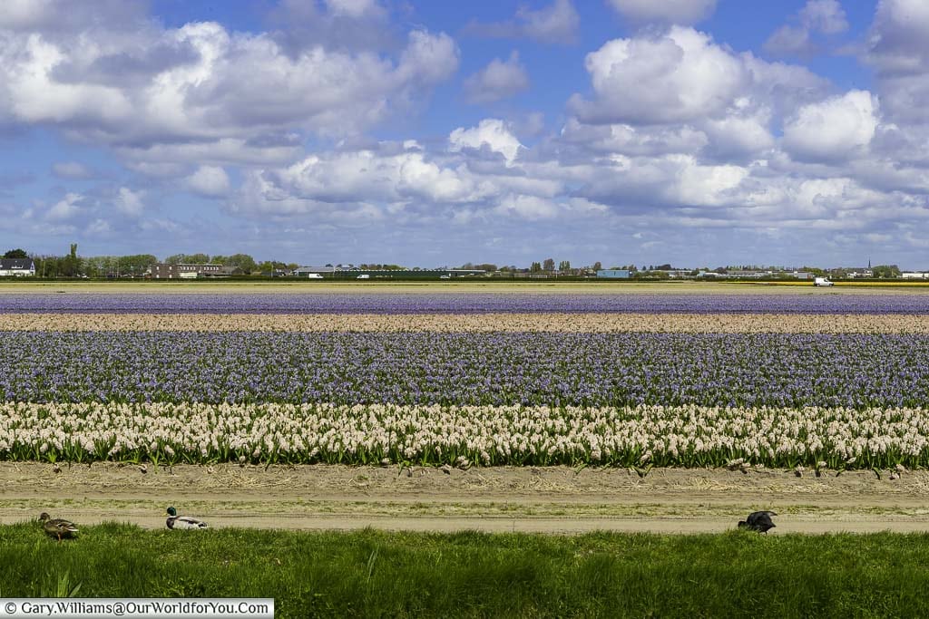 The tulip fields, Keukenhof, Holland, Netherlands