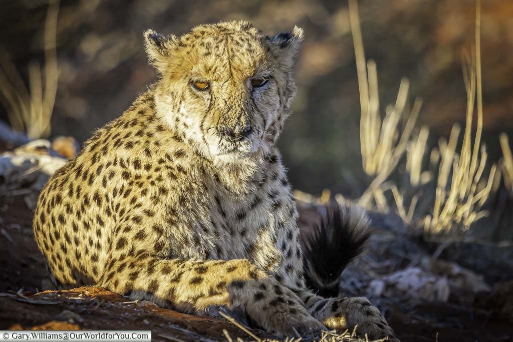In the cheetah's gaze, Bagatelle Kalahari Game Ranch, Namibia