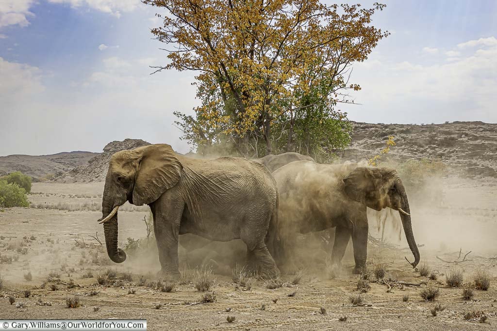 Kicking up the dust, desert elephants, Kunene Region, Namibia