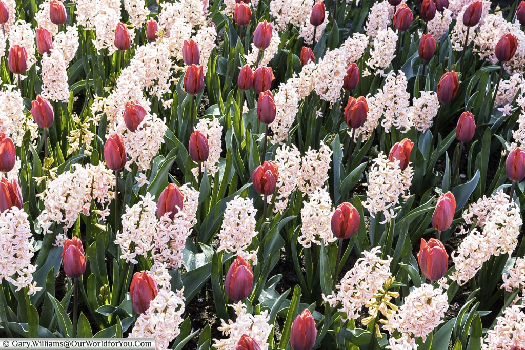 A bed of mixed pink hyacinths and plum-coloured tulips in keukenhof gardens, holland