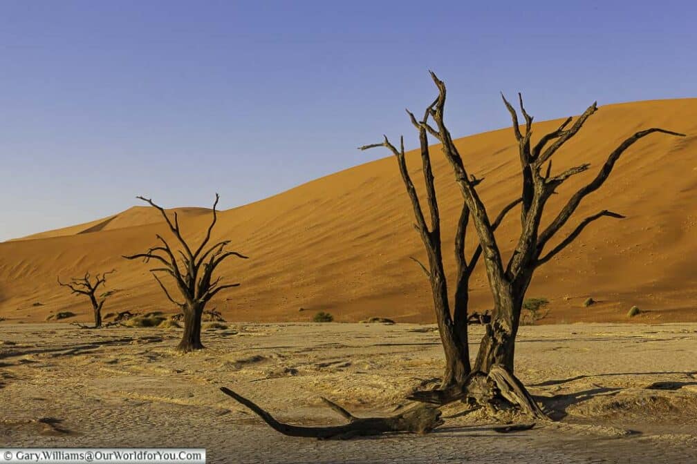 The petrified trees in the pan of Deadvlei, against the orange/red dunes of Sossusvlei, Namibia