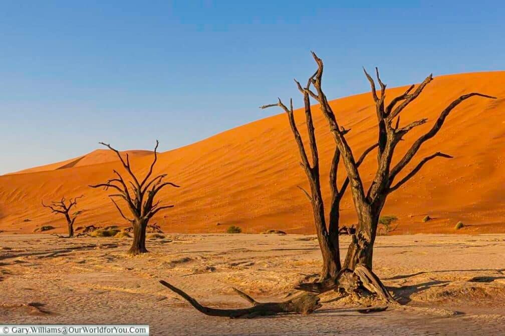 The petrified trees in the pan of Deadvlei, against the orange/red dunes of Sossusvlei, Namibia