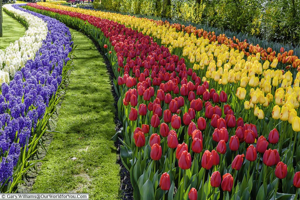 A flowing bed of different coloured bulbs in full bloom in the keukenhof gardens in the netherlands